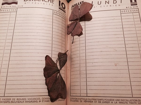 In between, pages, a wild herbarium  #MadeleineprojectEN https://t.co/FBS7Ro3fEZ